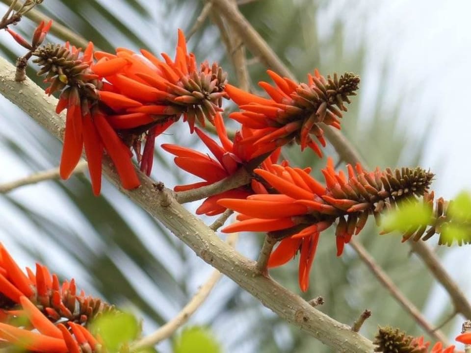 Pflanzen im April Sunis Kumköy Beach Resort Hotel & Spa