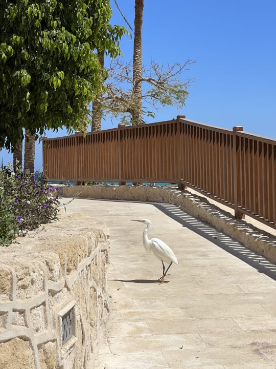 Gartenanlage Makadi Spa - Adults only