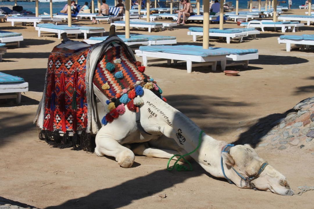 Kamel am Strand Pickalbatros Alf Leila Wa Leila Resort - Neverland Hurghada
