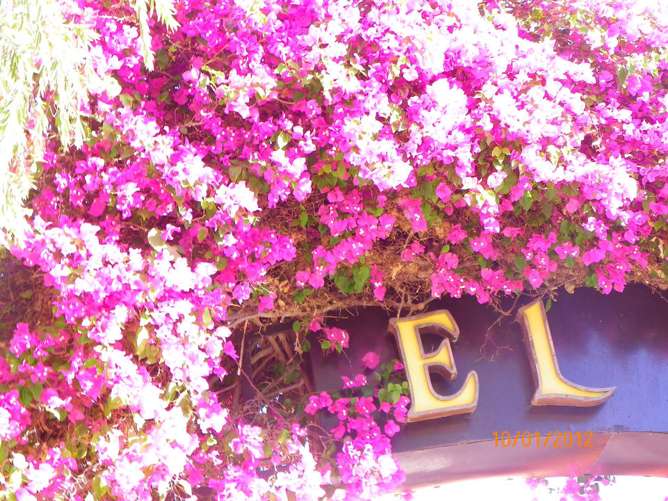 Hübsche Pflanzen Jaz Makadi Oasis Resort