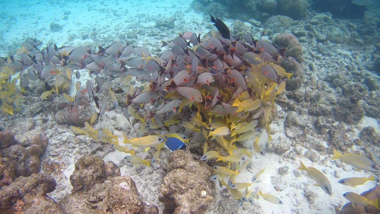 Sport & Freizeit Summer Island Maldives