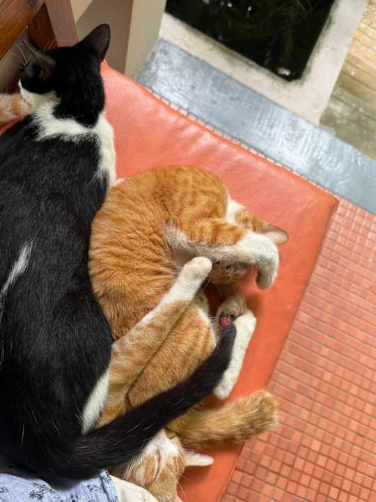 Außenansicht Rummana Boutique Resort