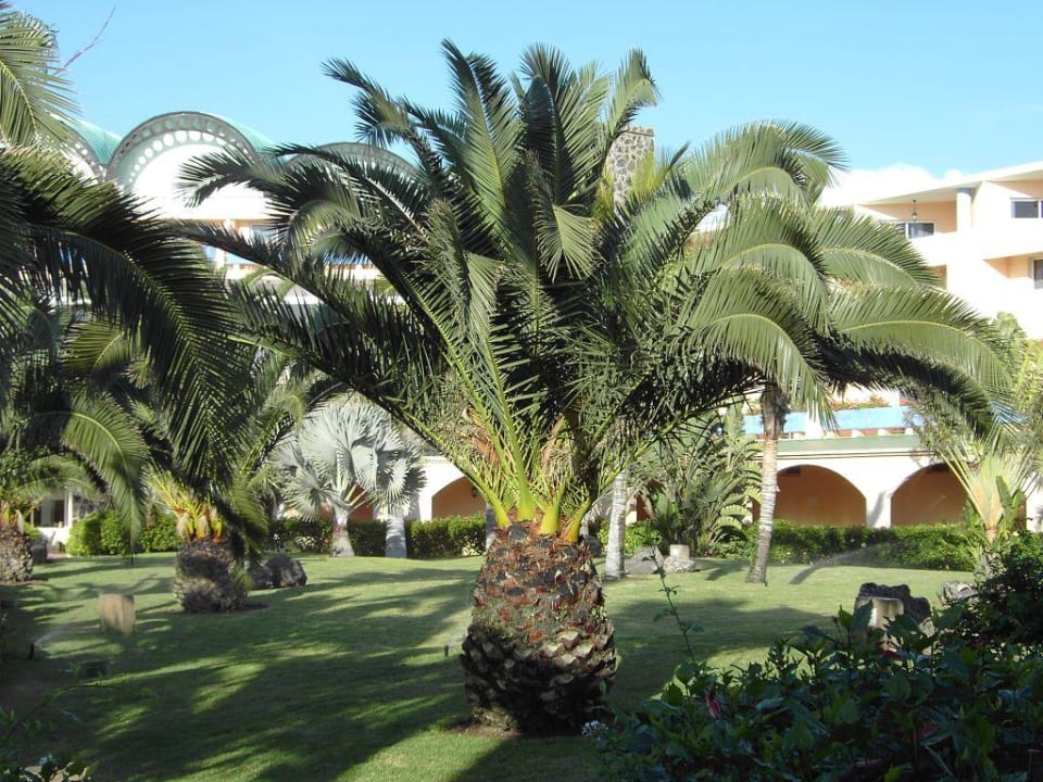 Palmen Club Hotel Drago Park