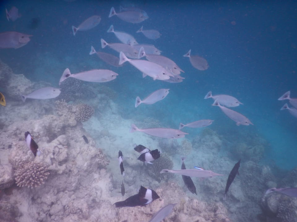 Strand Vilamendhoo Island Resort & Spa