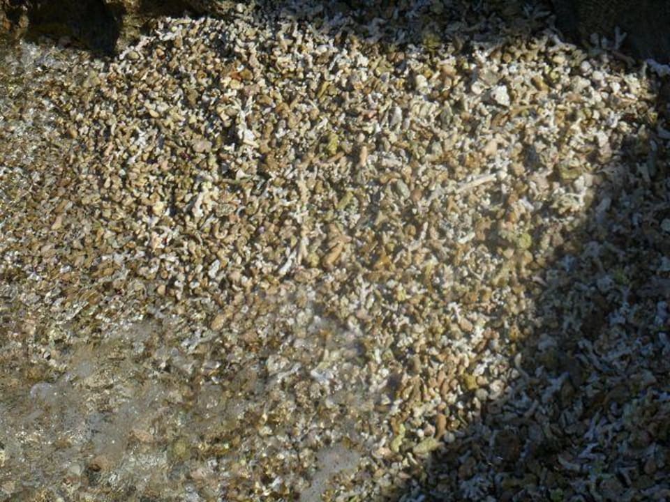 Links vom Hotelstrand, Korallen Three Corners Happy Life Beach Resort