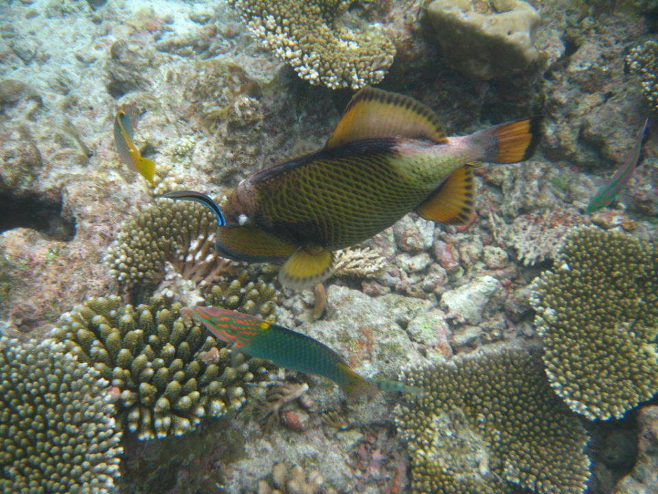 Riesendrückerfisch Kuramathi Maldives