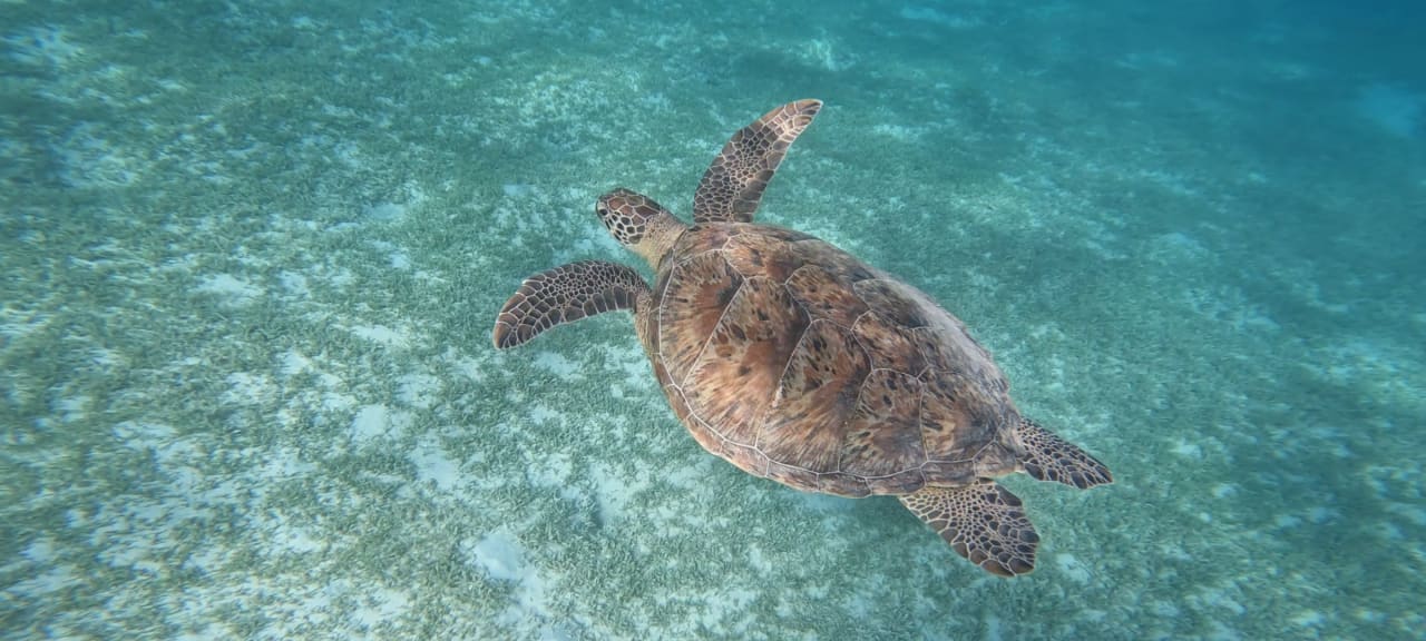 Sport & Freizeit Hotel Gorgonia Beach Resort