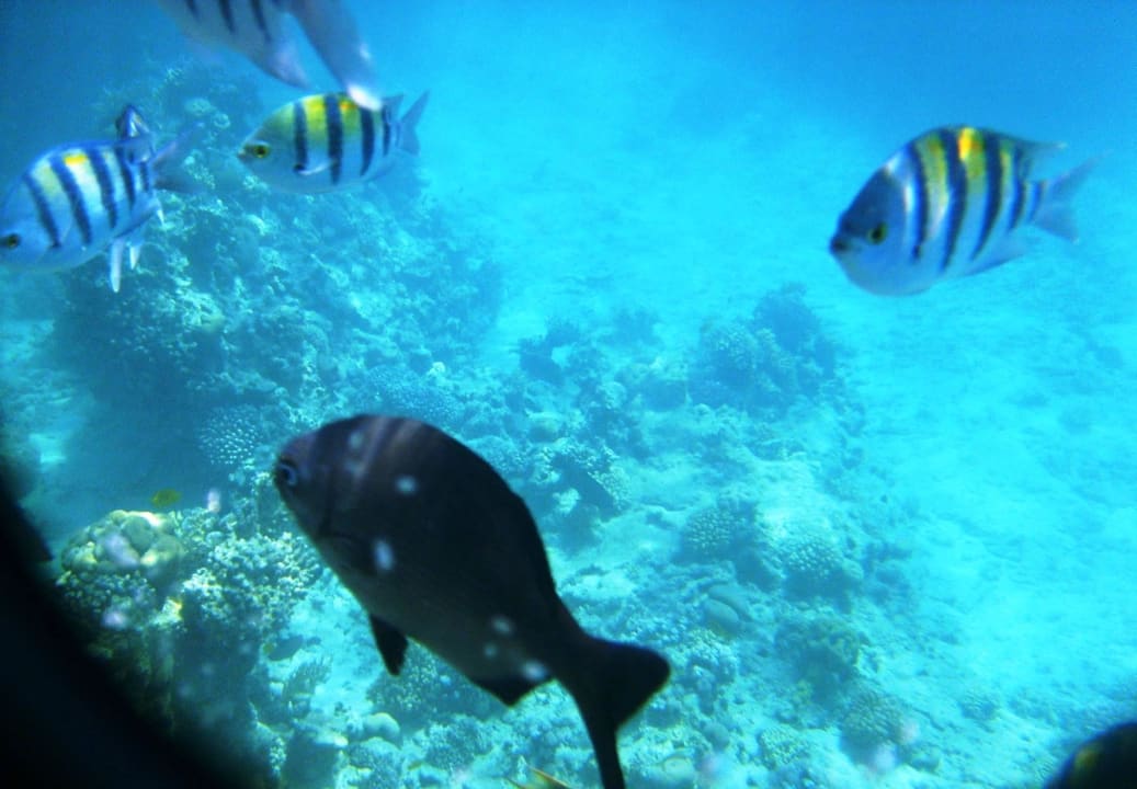 Colored fish Parrotel Beach Resort