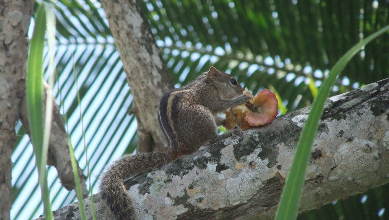 Hotel Koggala Beach Hotel Koggala Beach