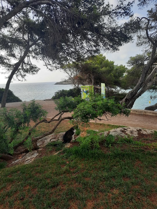 Ausblick Iberostar Waves Pinos Park