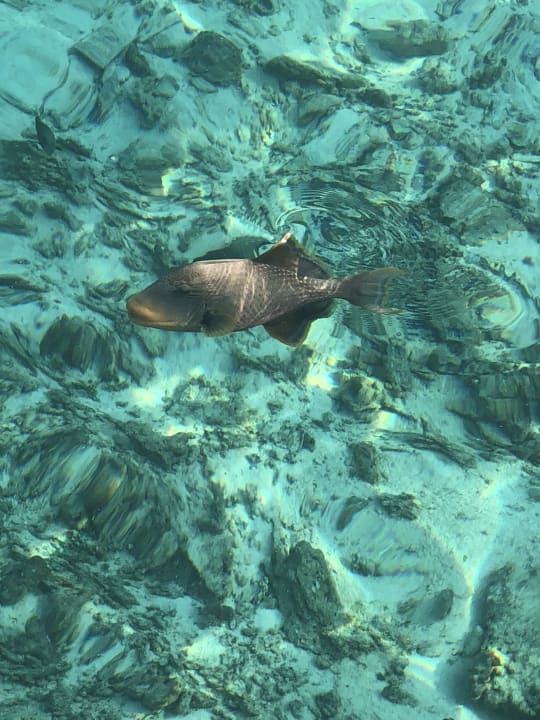 Strand Summer Island Maldives