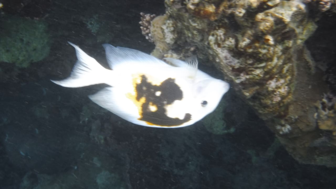 Sport & Freizeit Malikia Resort Abu Dabbab