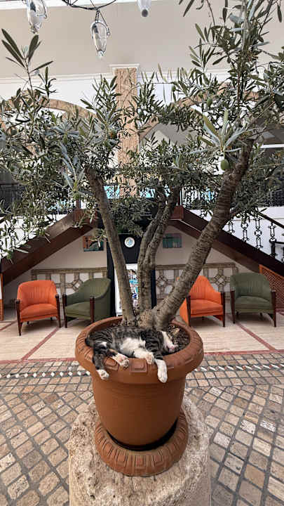 Lobby Club Resort Atlantis