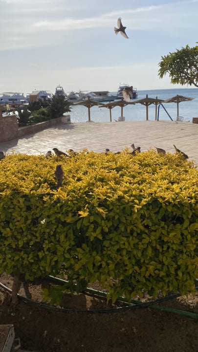 Außenansicht Marriott Hurghada Beach Resort