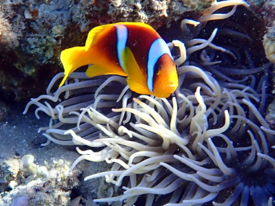 Außenansicht Hilton Marsa Alam Nubian Resort