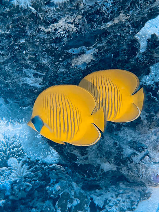 Sport & Freizeit Hotel Sheraton Soma Bay Resort