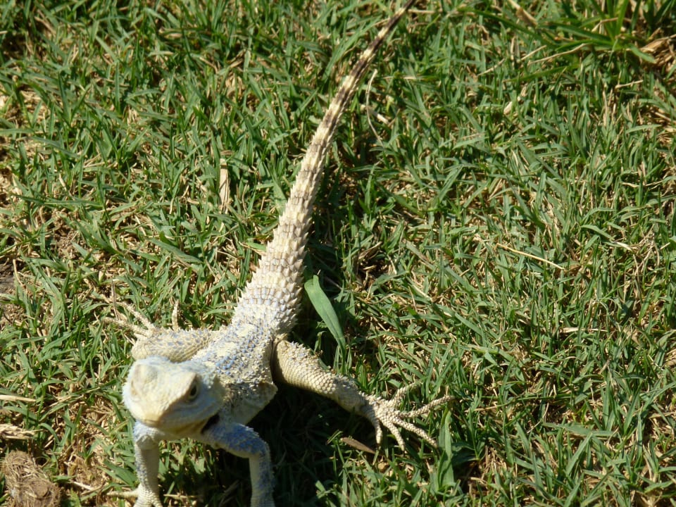 Gecko am Strand Trendy Side Beach Hotel - Adults only