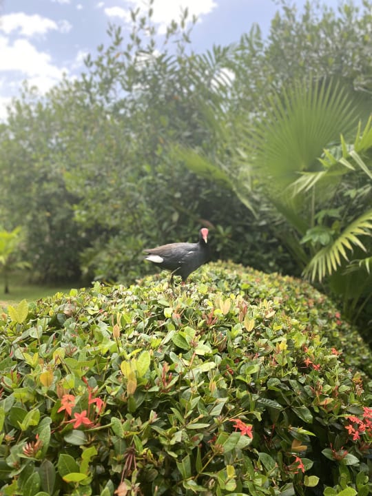 Gartenanlage Caribe Deluxe Princess