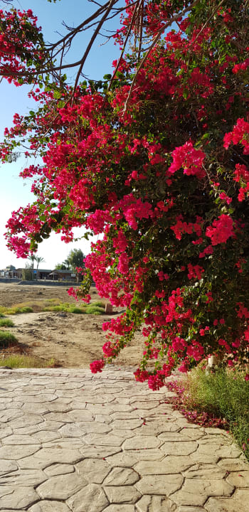 Gartenanlage Shams Alam Beach Resort