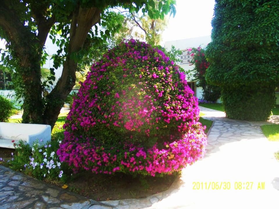 Teil der tollen Gartenanlage The Orangers Beach Resort and Bungalows