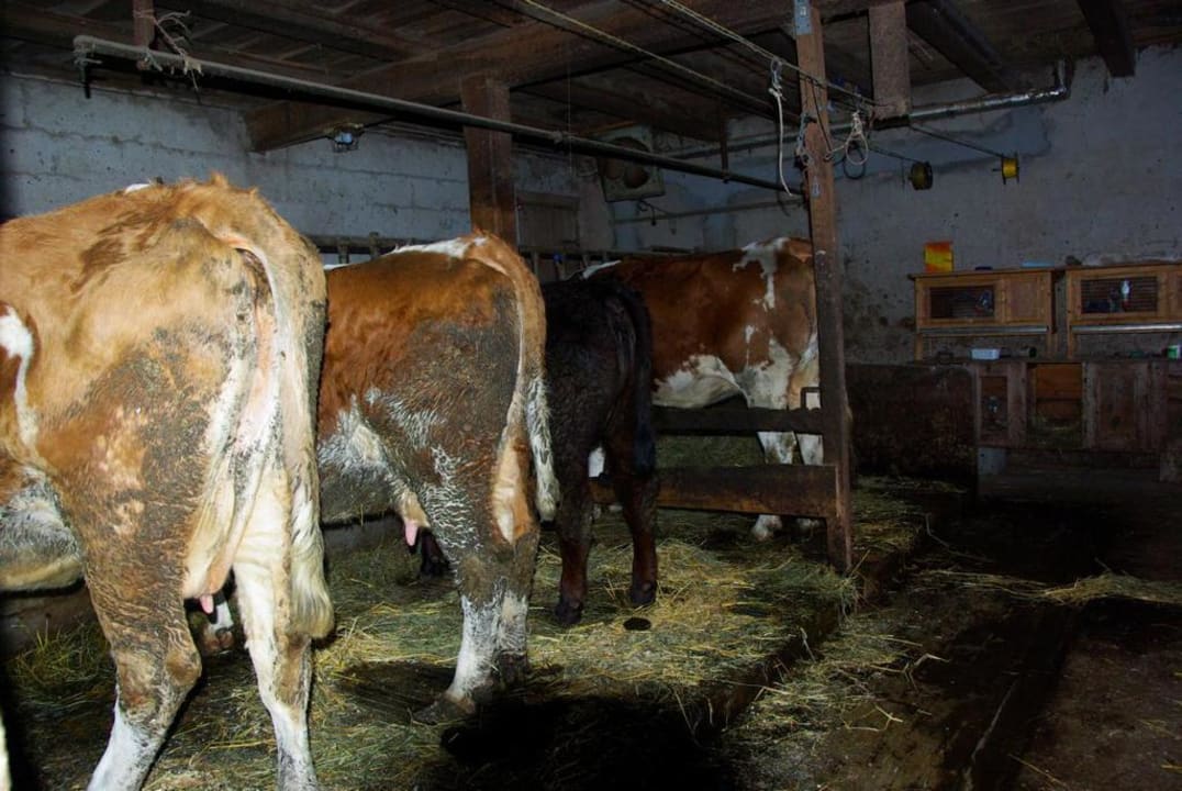 Stall 3 Kühe 1 Ochs Ferienheim Foischinghof