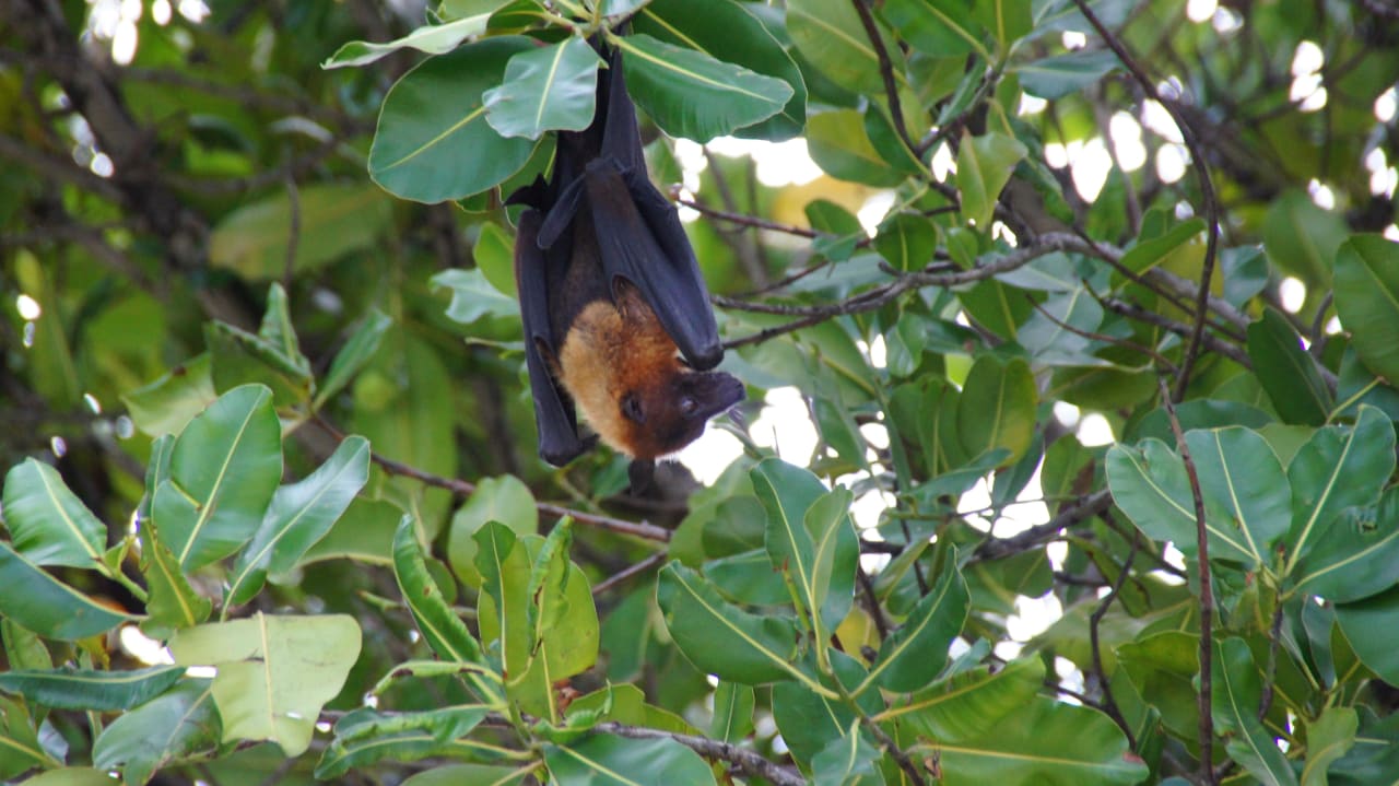 Vilamendhoo Vilamendhoo Island Resort & Spa