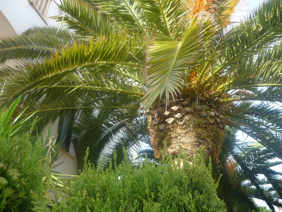 Tolle Palme Hotel Martorell