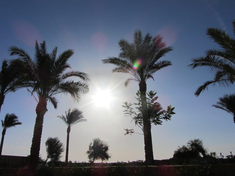 Schöne Palmen Stella Garden Resort & Spa, Makadi Bay