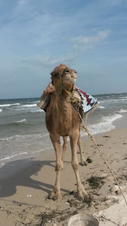 Meine Freundin  Hotel Amir Palace