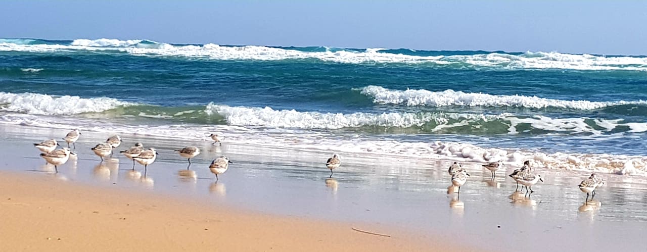 Strand Marina Playa Suite Hotel