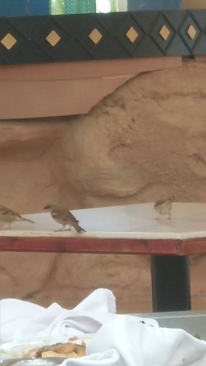 Gastro Pickalbatros Golf Beach Resort