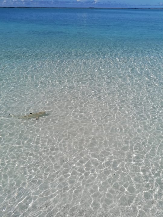 Strand Adaaran Select Meedhupparu Island Resort - Premium All Inclusive