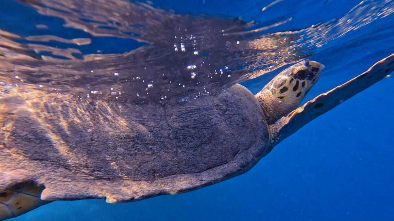 Strand Pickalbatros Palace Hotel-Port Ghalib