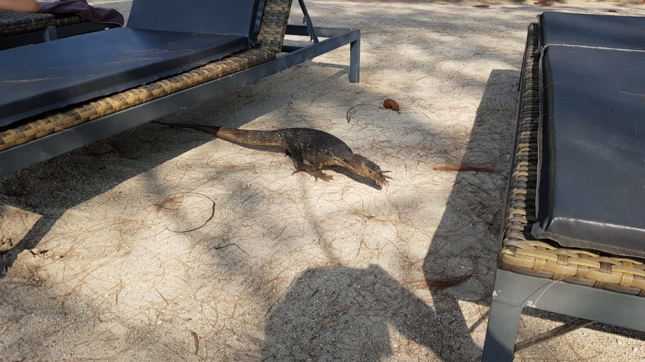 Sonstiges Moracea by Khao Lak Resort