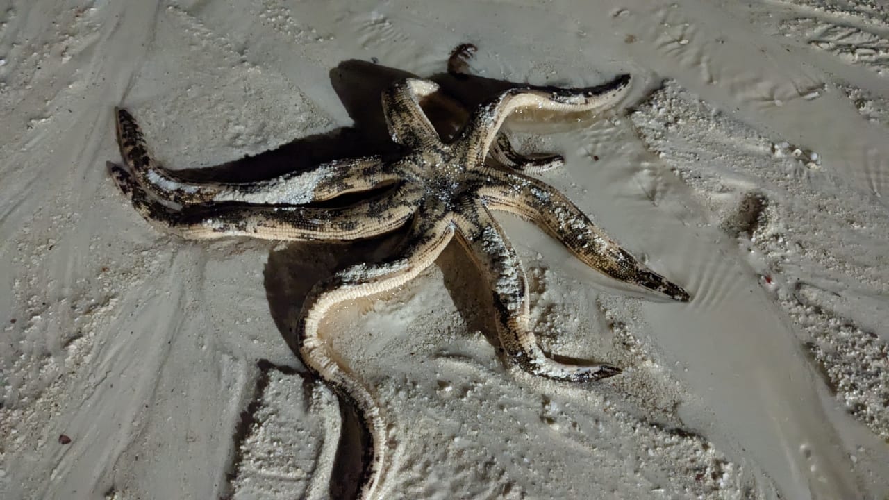 Strand Hotel Riu Palace Zanzibar