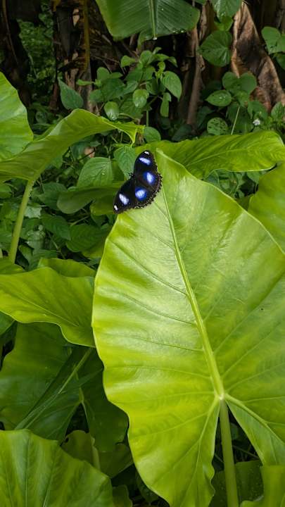 Außenansicht Khao Lak Merlin Resort
