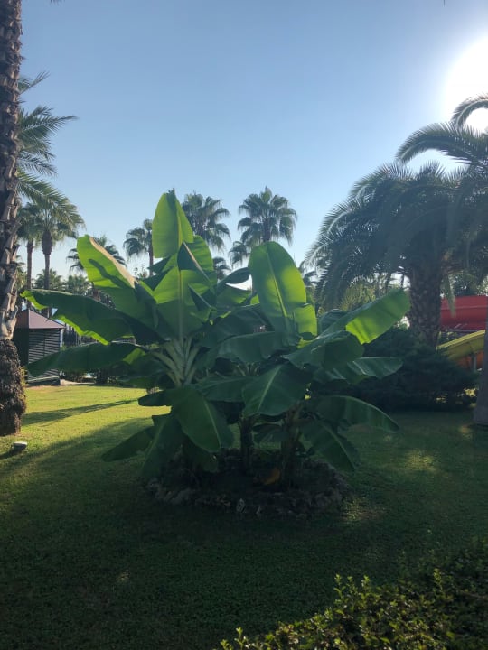 Gartenanlage Hotel Miramare Beach