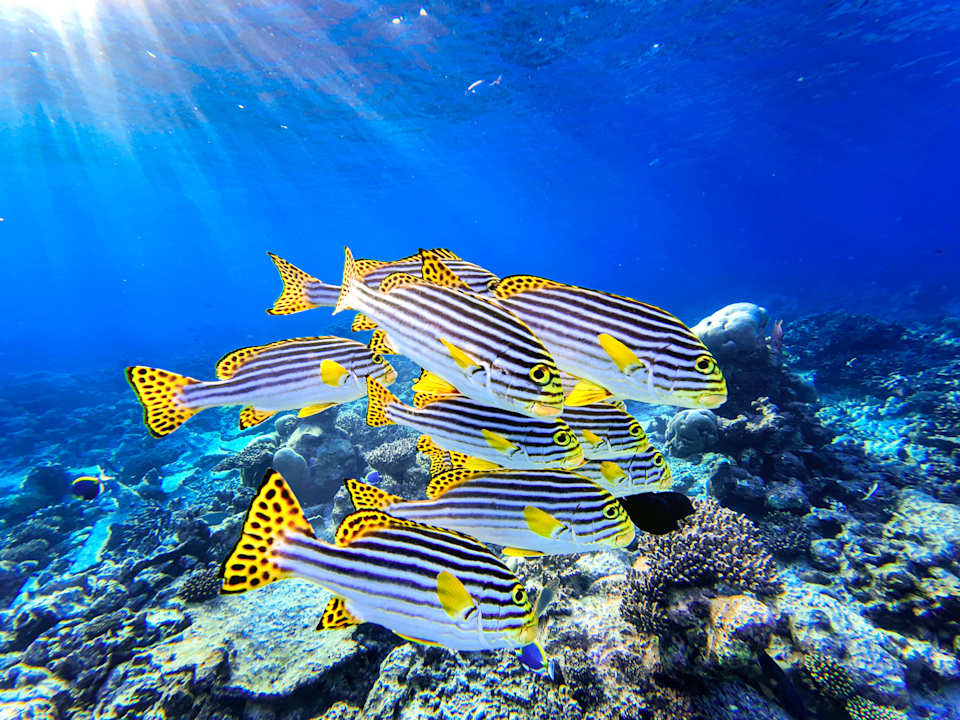 Strand Diamonds Thudufushi