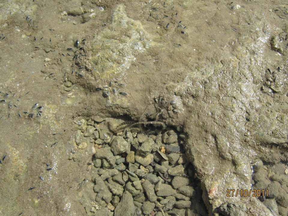 Морская звезда Pickalbatros Alf Leila Wa Leila Resort - Neverland Hurghada