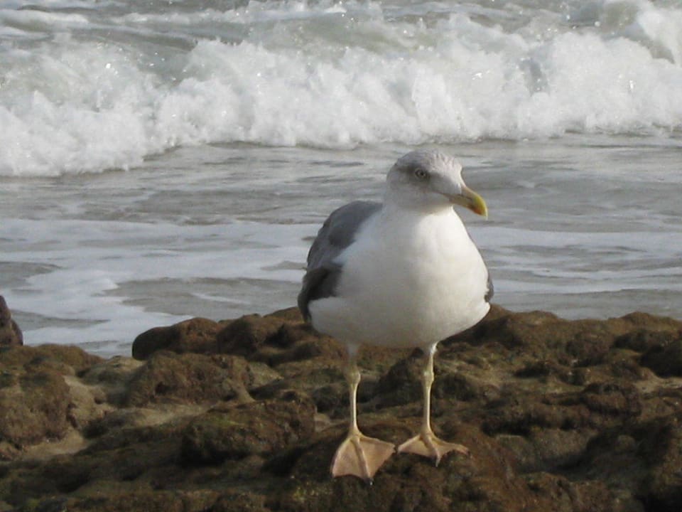 Immer auf der Jagd H10 Tindaya