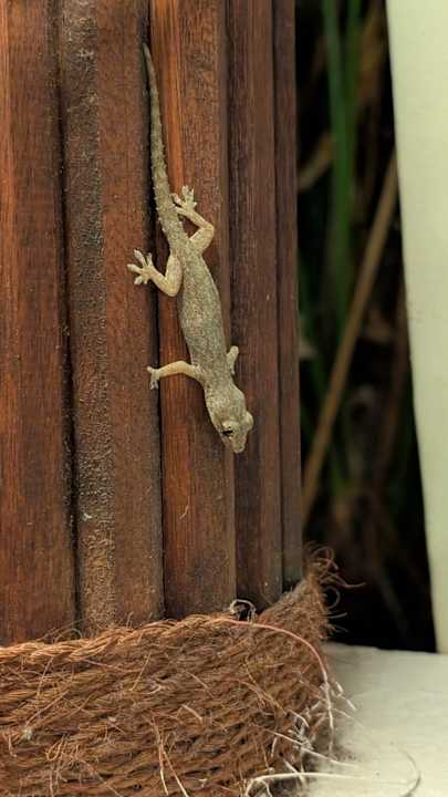 Gartenanlage Thulhagiri Island Resort