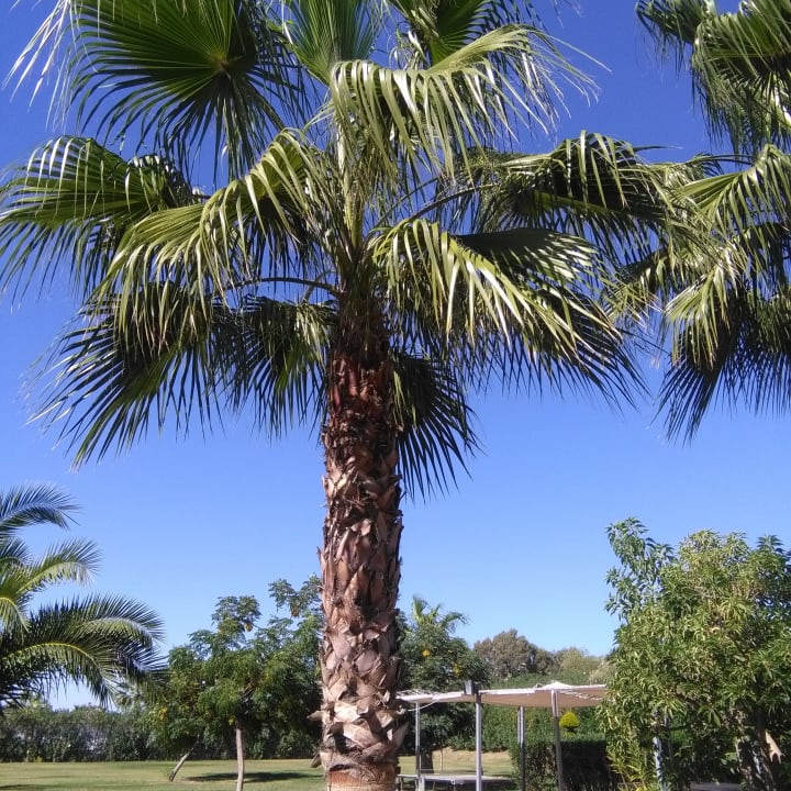 Gartenanlage Sunis Elita Beach Resort & Spa