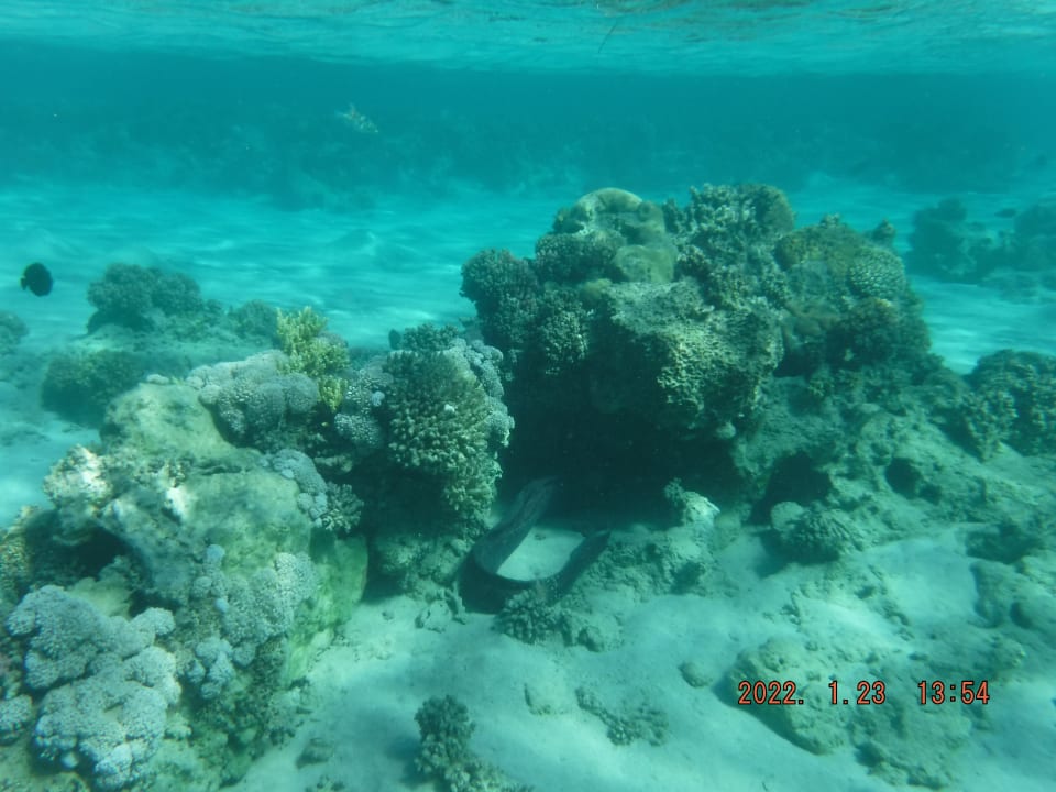 Strand Steigenberger Coraya Beach - Adults only