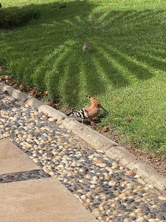 Gartenanlage Iberotel Casa Del Mar Resort