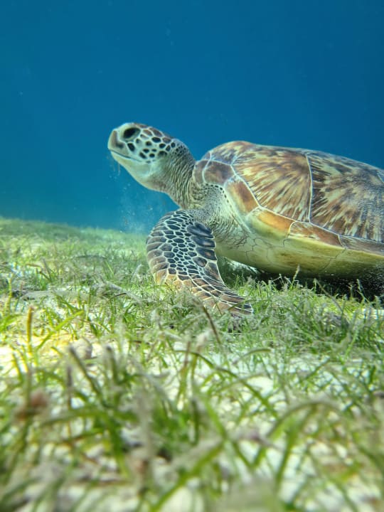 Sonstiges Le Meridien Maldives Resort & Spa