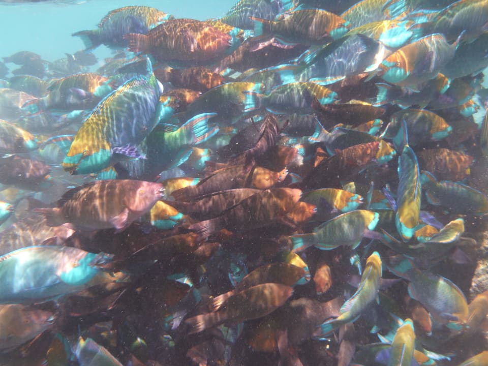 Fischschwarm Diamonds Thudufushi