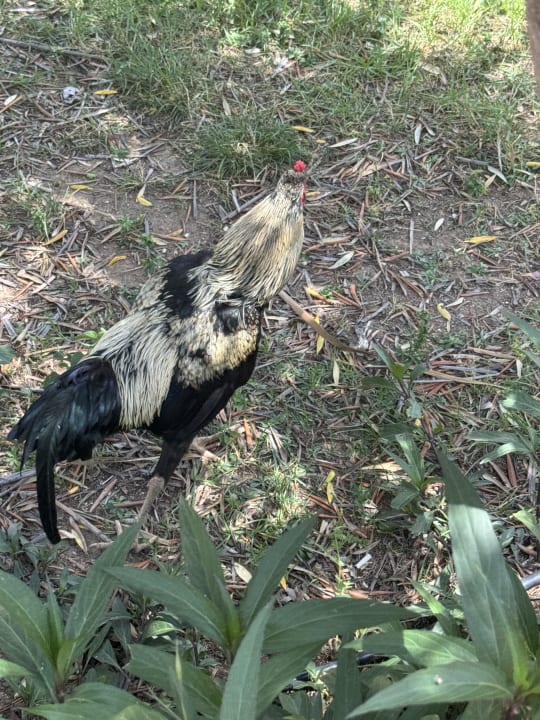 Gartenanlage Seaden Sea World Resort & Spa