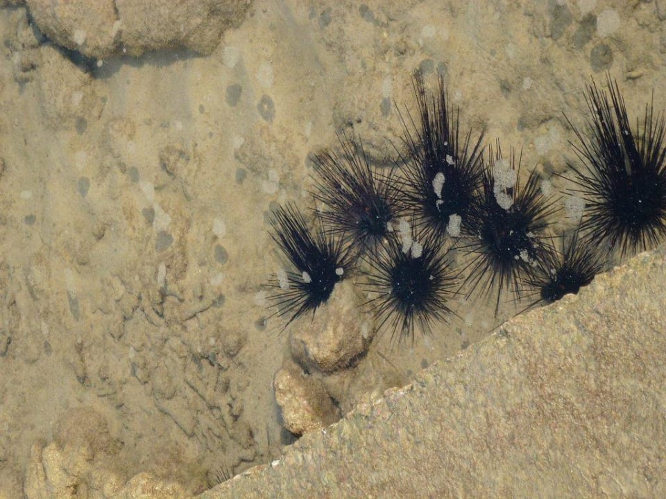 Nur bei Ebbe vom Steg sichtbar Cape Panwa Hotel