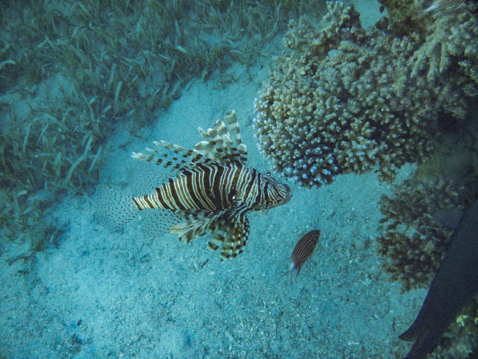 Sport & Freizeit Sentido Caribbean World Soma Bay