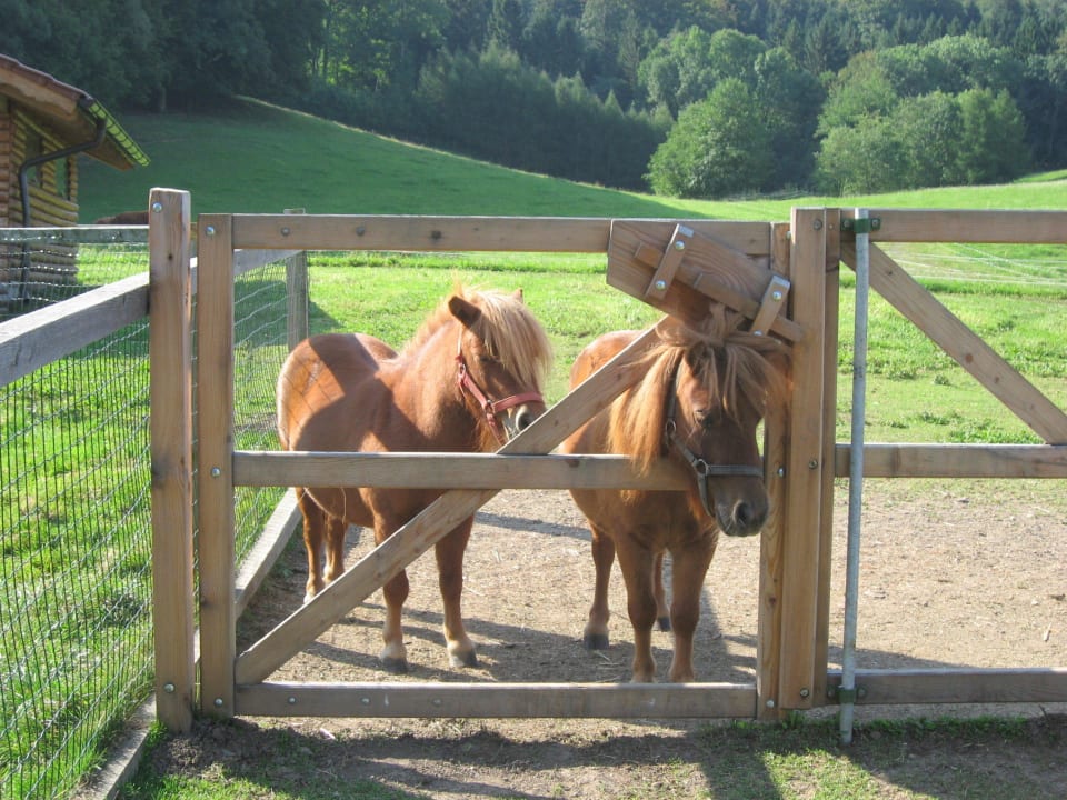 Die Minipony`s Bauernhof Forellenhof